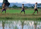 Journeys through Rural General Practice Slide 140